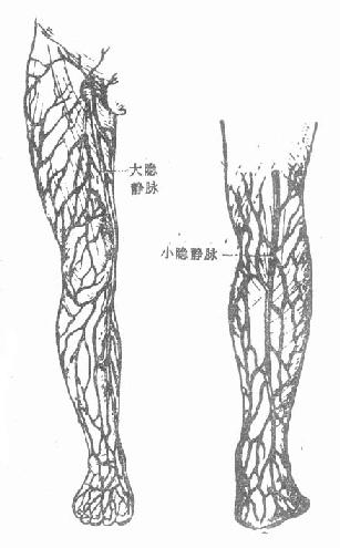 七动脉和静脉的修复