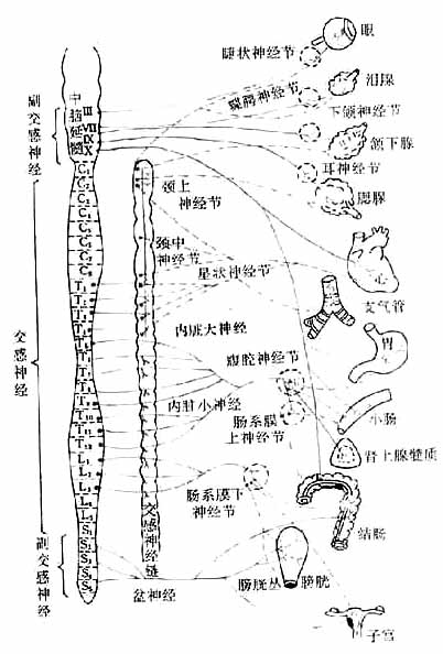 植物神经系统分布示意图