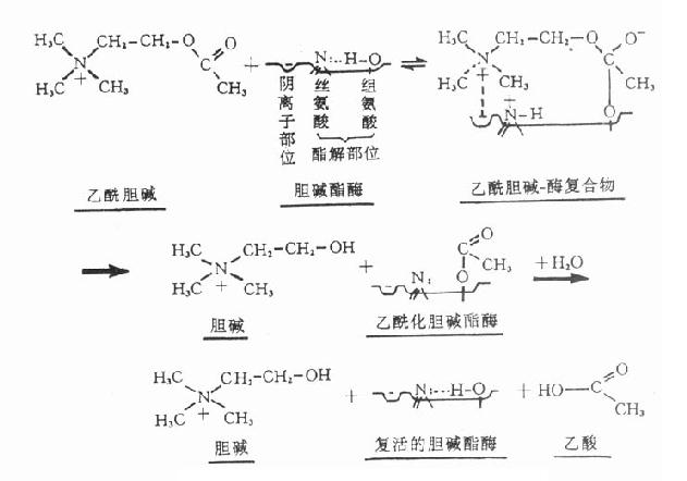 胆碱酯酶蛋白分子表面的活性中心有两个能与乙酰胆碱结合的部位,即带