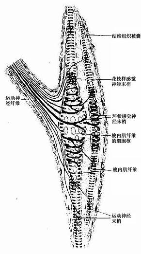 (3)肌梭(muscle spindle:是分布在骨骼肌内的梭形小体,长约1～7mm,外