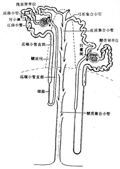 (一)肾单位