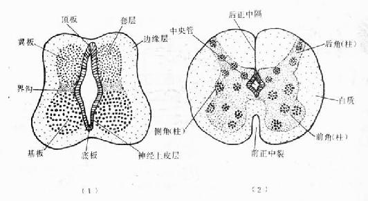 二脊髓的发生