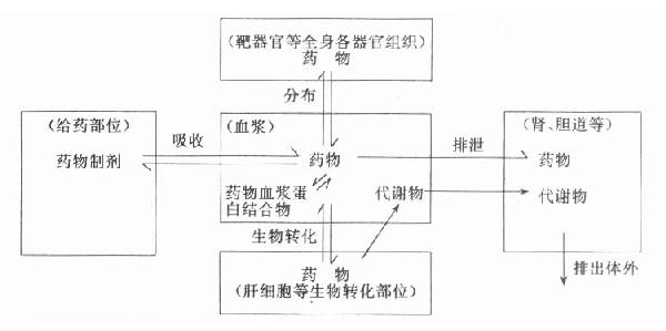 二,药物体内过程与药代动力学