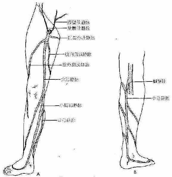 股静脉走行解剖图图片