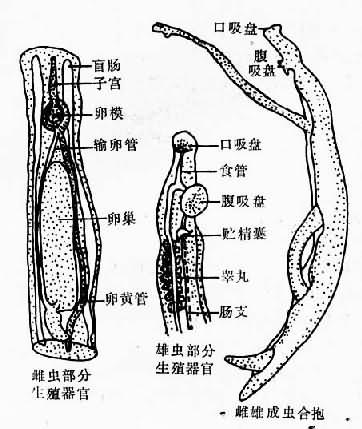 血吸虫成虫图片图片