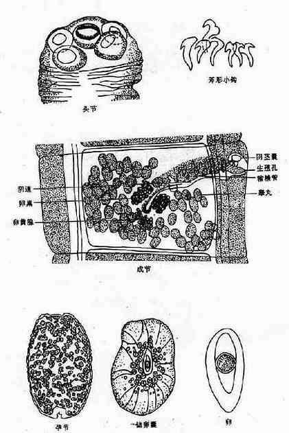 绦虫成熟节片结构图图片