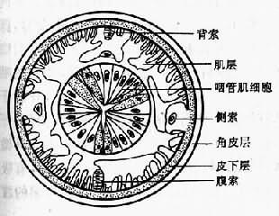 雄蛔虫横切结构图图片