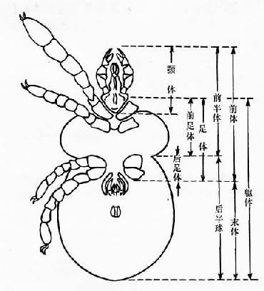 螨虫结构图图片