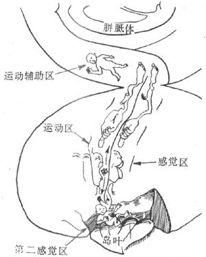 运动皮层m1区体表定位图片