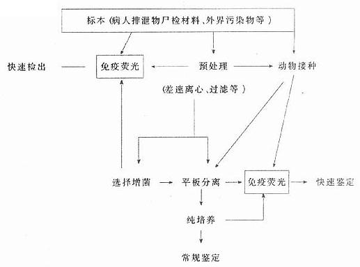 第一節 在細菌學中的應用_實用免疫細胞與核酸_西醫資料_抓藥網