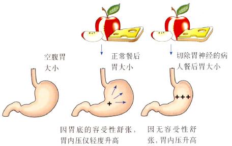 1 胃食管反流_胃肠动力检查手册_西医资料_抓药网