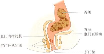 肛門外括約肌(external anal sphincter,eas)和盆底肌及恥骨直腸韌帶