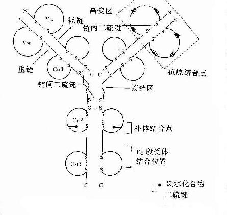 一免疫球蛋白分子的基本結構