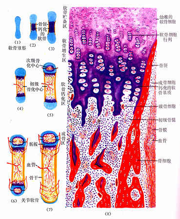 骨组织切片的结构图图片