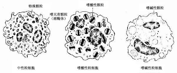 白细胞结构图怎么画图片