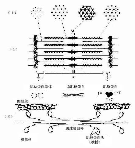 骨骼肌肌原纖維超微結構及兩種肌絲分子結構模式圖