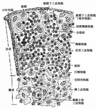 血胸腺屏障图片