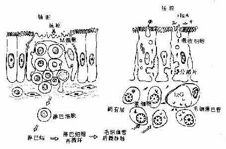 在腸集合淋巴小結處,局部粘膜向腸腔呈圓頂狀隆起,無絨毛和小腸腺