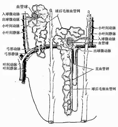 小叶间动脉图片图片