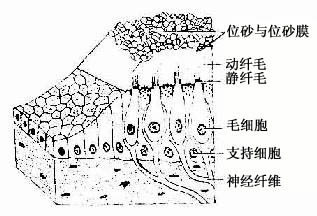 西醫資料 《組織學與胚胎學》圖18-18 位覺感受器超微結構模式圖 (3)